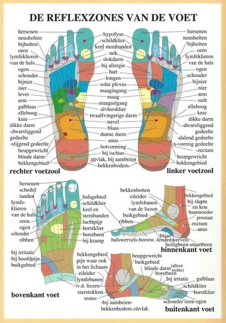 Anatomie poster voetreflexologie (Nederlands, gelamineerd, A2)