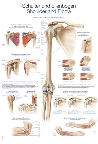 Anatomie poster schouder en elleboog (Duits/Engels/Latijn, papier, 50x70 cm)