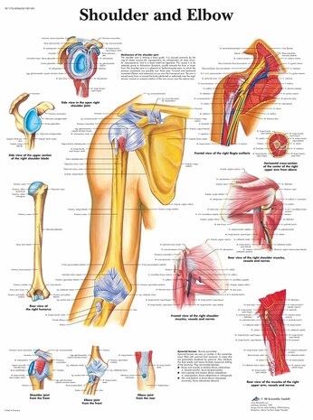 Anatomie poster schouder en elleboog (gelamineerd, 50x67 cm) + ophangsysteem