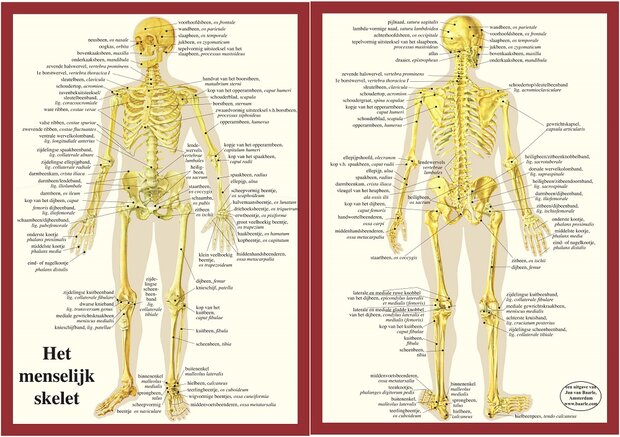 Anatomie poster skelet (Nederlands, gelamineerd, A4)