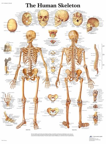 Anatomie poster skelet (Engels, papier, 50x67 cm) + ophangsysteem