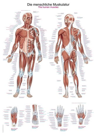 Anatomie poster spieren (Duits/Engels/Latijn, kunststof-folie, 70x100 cm)