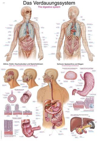 Anatomie poster spijsvertering (Duits/Engels/Latijn, papier, 50x70 cm)  + ophangsysteem