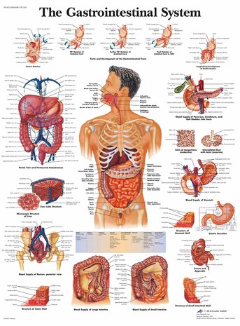 Anatomie poster spijsvertering (gelamineerd, 50x67 cm)