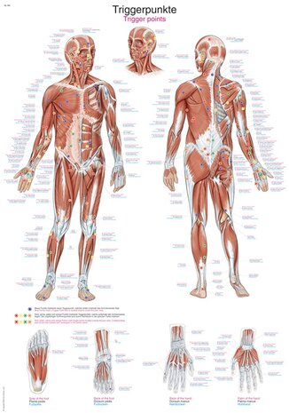 Anatomie poster triggerpoints (Duits/Engels/Latijn, kunststof-folie, 70x100 cm)