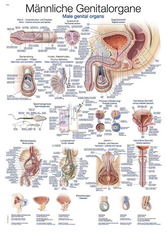 Anatomie poster mannelijke geslachtsorganen (Duits/Engels/Latijn, papier, 50x70 cm) + ophangsysteem