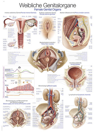 Anatomie poster vrouwelijke geslachtsorganen (Duits/Engels/Latijn, papier, 50x70 cm) + ophangsysteem