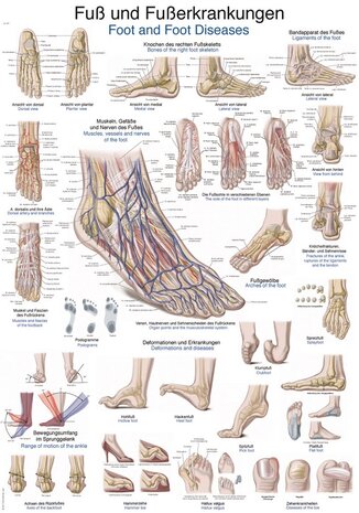 Anatomie poster voet en voetaandoeningen (Duits/Engels/Latijn, papier, 50x70 cm)