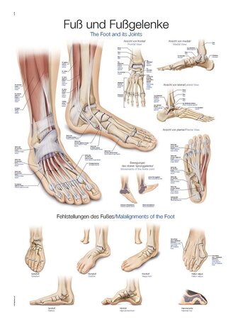 Anatomie poster voet en voetgewrichten (Duits/Engels/Latijn, papier, 50x70 cm)