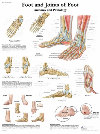 Anatomie poster voet (gelamineerd, 50x67 cm) + ophangsysteem