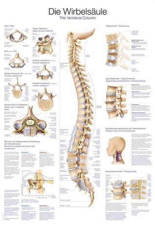 Anatomie poster wervelkolom (Duits/Engels/Latijn, papier, 50x70 cm) + ophangsysteem