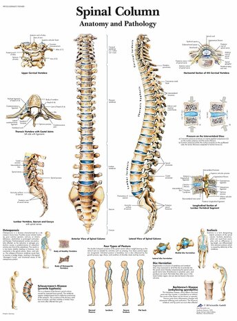 Anatomie poster wervelkolom (gelamineerd, 50x67 cm) + ophangsysteem