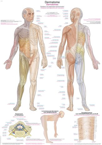 Anatomie poster dermatomen (Duits/Engels/Latijn, papier, 50x70 cm)