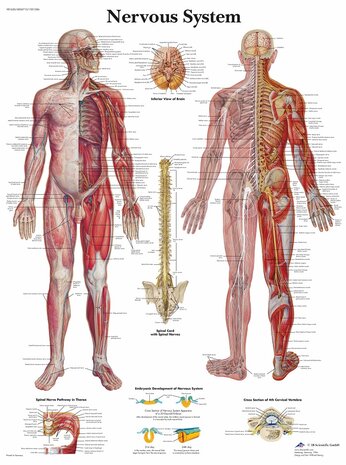 Anatomie poster zenuwstelsel (Engels, papier, 50x67 cm)