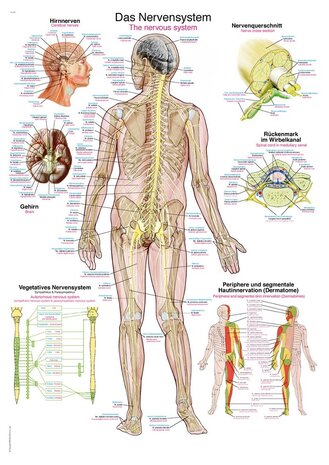 Anatomie poster zenuwstelsel (Duits/Engels/Latijn, kunststof-folie, 70x100 cm)