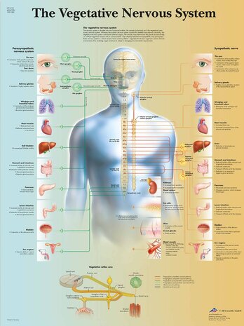 Anatomie poster vegetatief zenuwstelsel (gelamineerd, 50x67 cm)