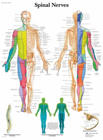 Anatomie poster ruggenmergzenuwen (gelamineerd, 50x67 cm) + ophangsysteem