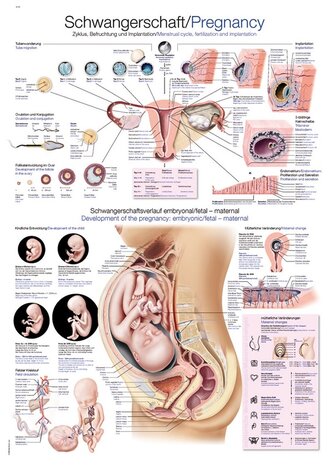 Anatomie poster zwangerschap (Duits/Engels/Latijn, papier, 50x70 cm)