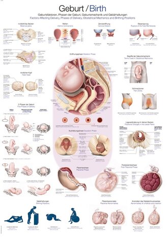 Anatomie poster geboorte (Duits/Engels/Latijn, papier, 50x70 cm)