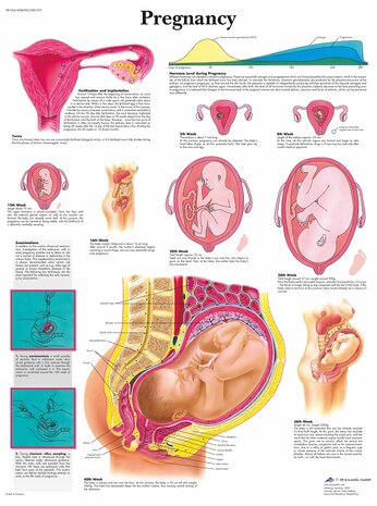 Anatomie poster zwangerschap (gelamineerd, 50x67 cm)