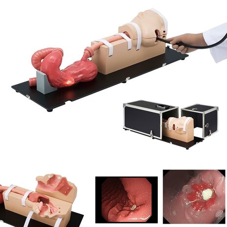 Oesophago- Gastro- Duodenoscopie simulator