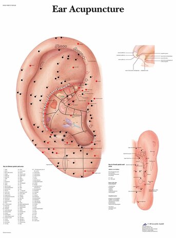 Anatomie poster ooracupunctuur (gelamineerd, 50x67 cm)