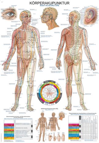 Anatomie poster meridianen (Duits/Engels, kunststof-folie, 70x100 cm)