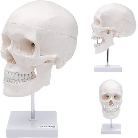 Anatomie model schedel op standaard (3-delig)