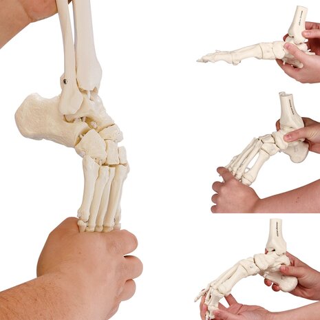 Anatomie model voetskelet met scheen- en kuitbeen flexibel