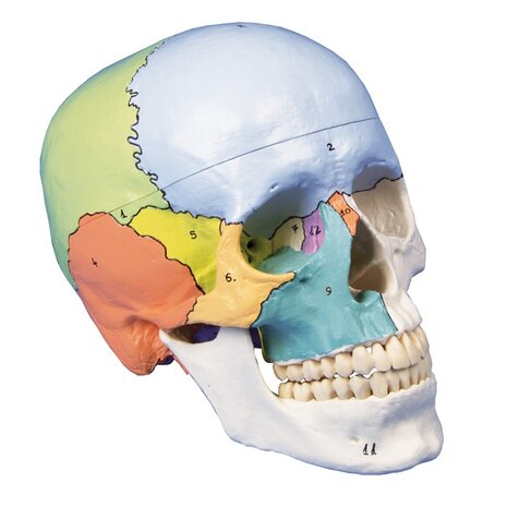 Anatomie model schedel didactisch genummerd (3-delig)