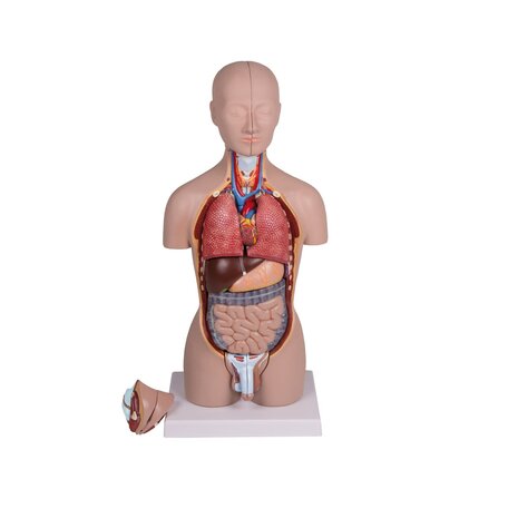 Anatomie model torso met organen, tweeslachtig, 16-delig, 43 cm