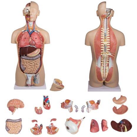 Anatomie model torso met organen, tweeslachtig, 27-delig, 88 cm