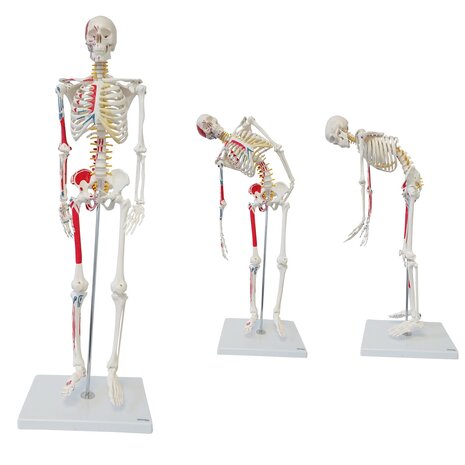 Anatomie model menselijk skelet met origo en insertie van spieren, flexibel, 85 cm