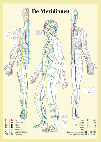 Anatomie poster meridianen (Nederlands, gelamineerd, A2)