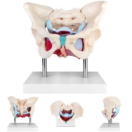 Anatomie model bekken en bekkenbodemspieren, vrouw