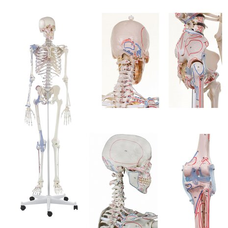 Anatomie model menselijk skelet met origo en insertie van spieren en ligamenten, 176 cm