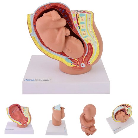 Anatomie model zwangerschap mini (40 weken)