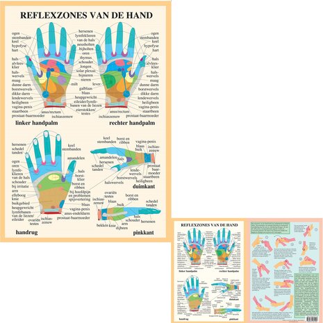 Anatomie poster handreflexologie (Nederlands, gelamineerd, A2 + A4)