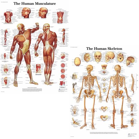 Anatomie poster spieren en skelet (Engels, gelamineerd 50x67 cm)