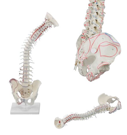 Anatomie model wervelkolom met origo en insertie van spieren, 70 cm