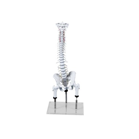 Anatomie model wervelkolom met femurkoppen, flexibel, 78 cm