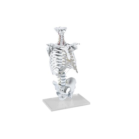 Anatomie model wervelkolom met ribbenkast, 70 cm