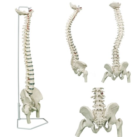 Anatomie model wervelkolom met femurkoppen, flexibel, 85 cm