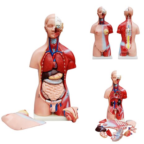 Anatomie model torso met organen, tweeslachtig, 23-delig, 45 cm