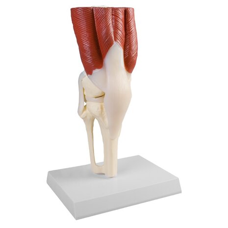 Anatomie model kniegewricht met spieren