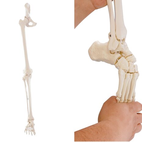 Anatomie model beenskelet en bekken met flexibele voet