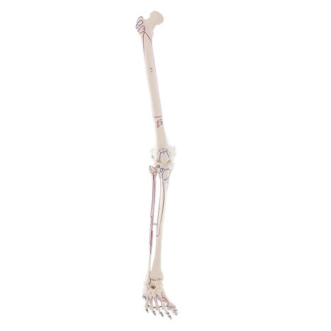 Anatomie model beenskelet met spieren