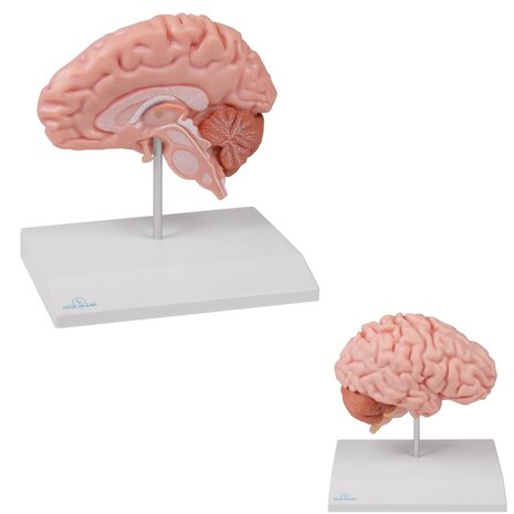 Anatomie model hersenen, rechter hersenhelft