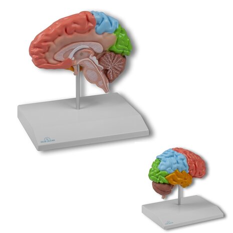 Anatomie model hersenen, rechter hersenhelft functioneel