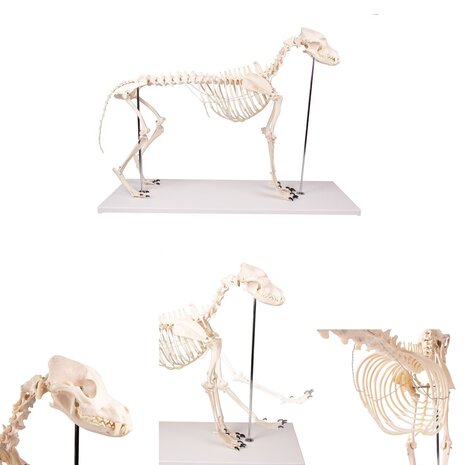 Anatomie model skelet hond Boris, 90x16x65 cm